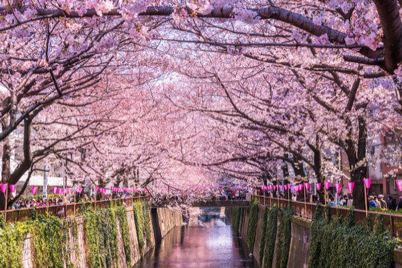 Meguro River Cherry Blossom Season in Tokyo Japan