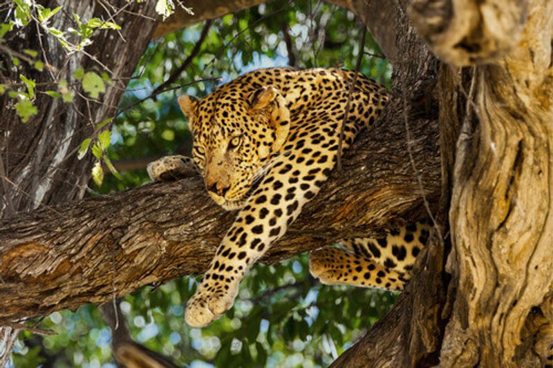 A leopard in a tree at the Moremi Game Reserve.