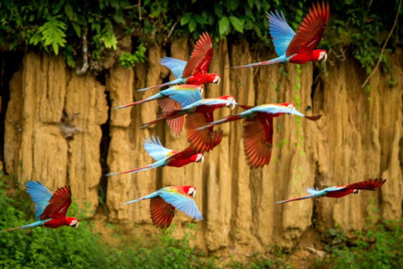 Colourful macaws in the Amazon Rainforest.