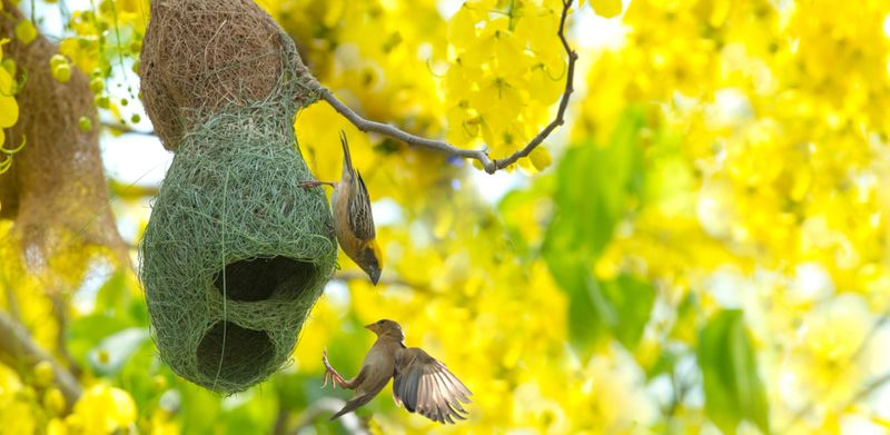 A baya weaver at Minneriya National Park