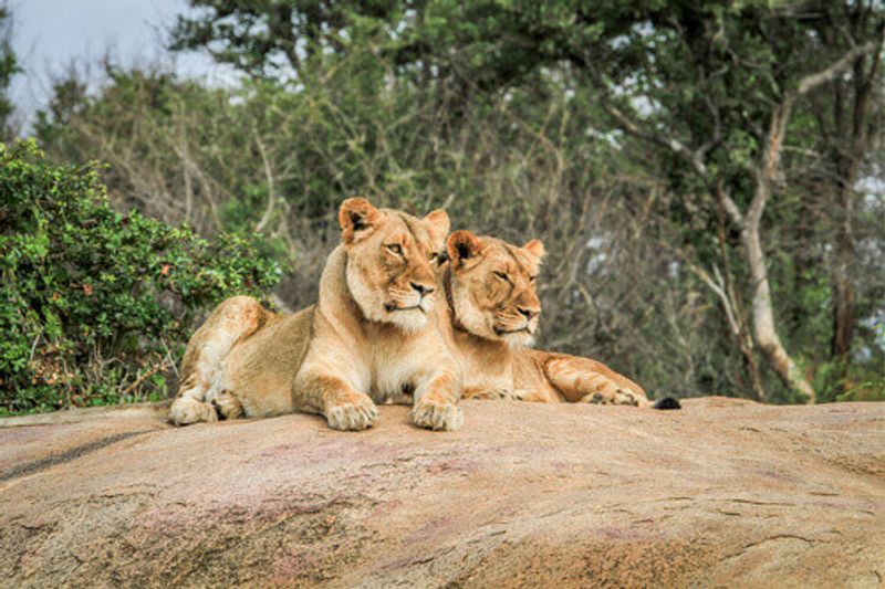 Lions laying on rocks in the Kruger National Park.