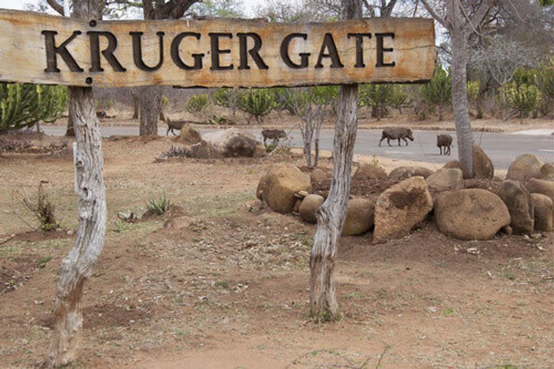 The main gate at Kruger National Park with warthogs crossing.