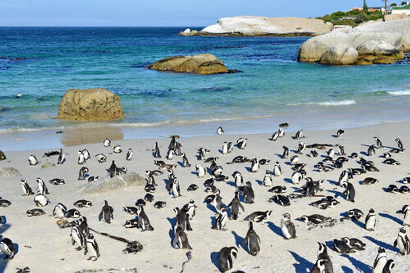 Penguin colony on Boulders or Foxy beach in South Africa.