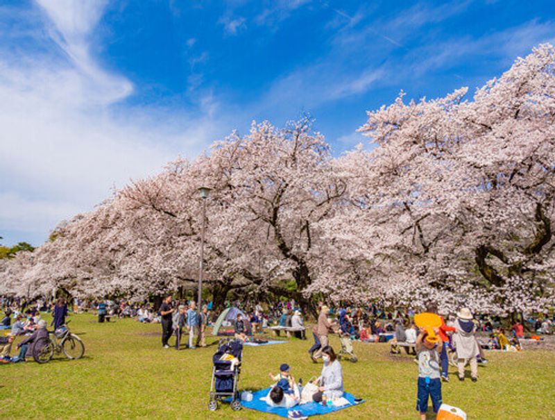 Hanami picnics Cherry Blossom Season in Koganei Park Tokyo Japan