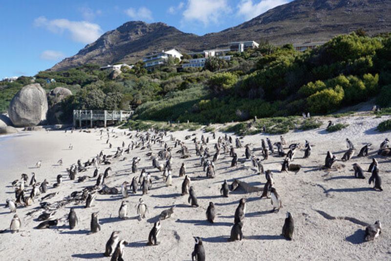 African Penguins standing on the Boulders Beach near Table Mountain National Park.