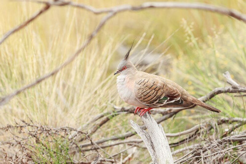 A Crested Pigeon sitting on a tree branch in Kata Tjuta National Park.