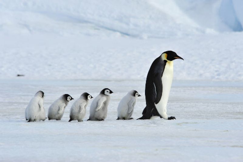 Wild Emperor Penguins and chicks in Antarctica.