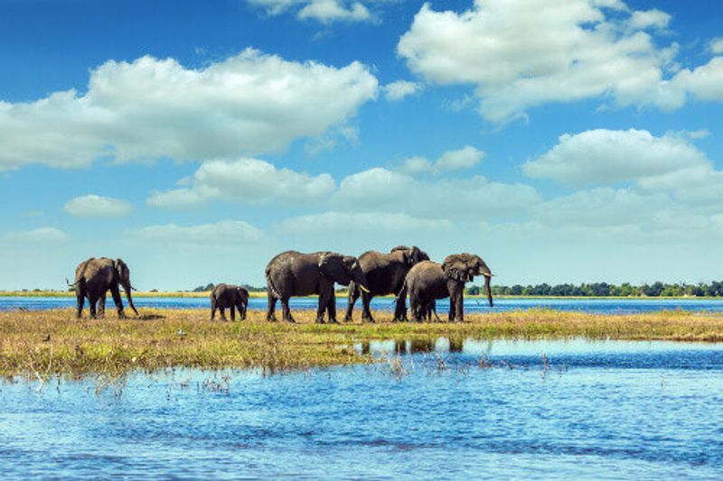 In Chobe National Park, Botswana, elephants crossing rivers is a regular sight.