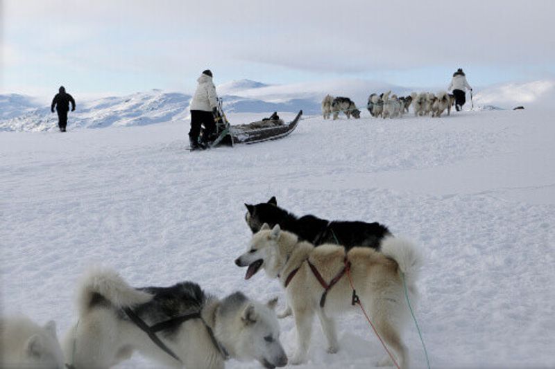 Greenlandic sled dogs near Sisimiut.