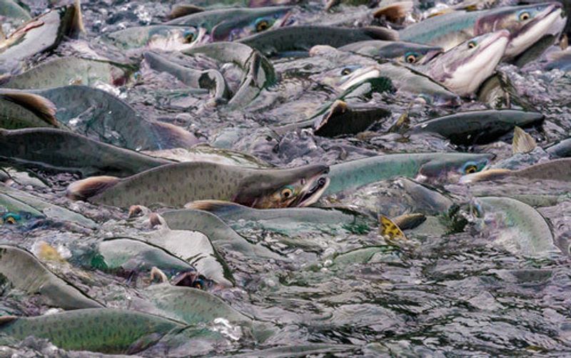 An Alaskan Salmon Run.