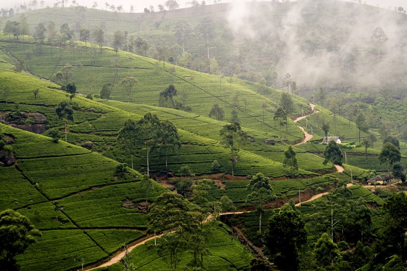 Take in sweeping, verdant vistas as you traverse the rolling countryside of central Sri Lanka.