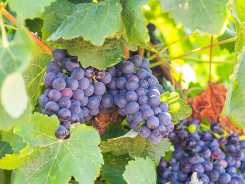 Grapes in a local Antejo Winery.