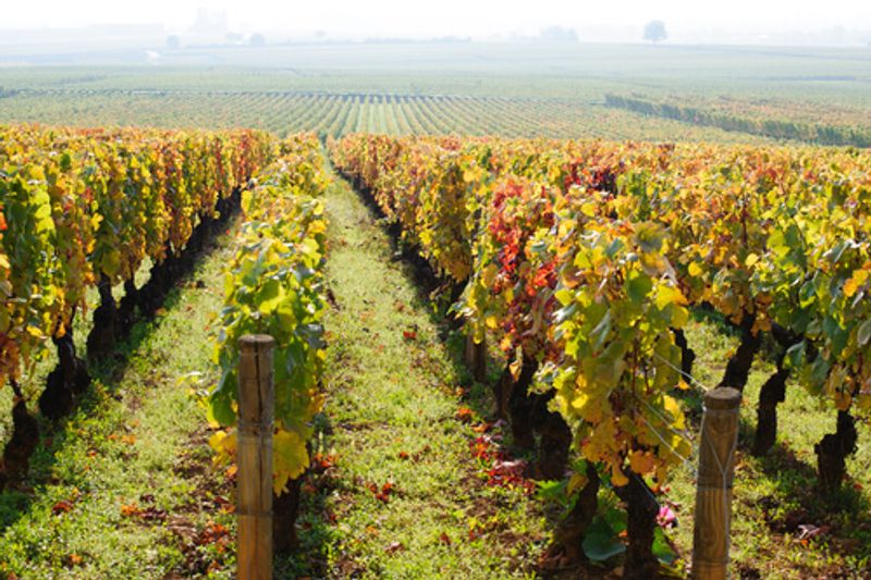 Beaune Vinyards in Autumn are not a sight to be missed.