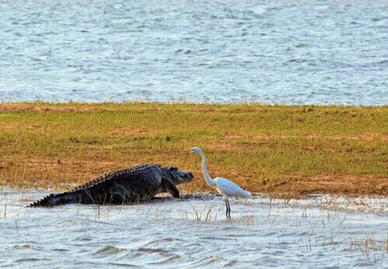 A large Nile Crocodile and a Cattle Egret on the shoreline of Lake Kariba in the Matusadona National Park.
