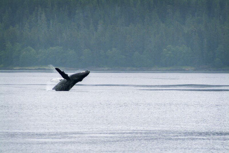 Humpback whale in the annual Sitka Whalefest.