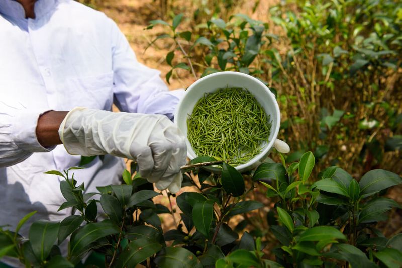 Picking the fresh tea buds called pekoe or white tea on a tea plantation.