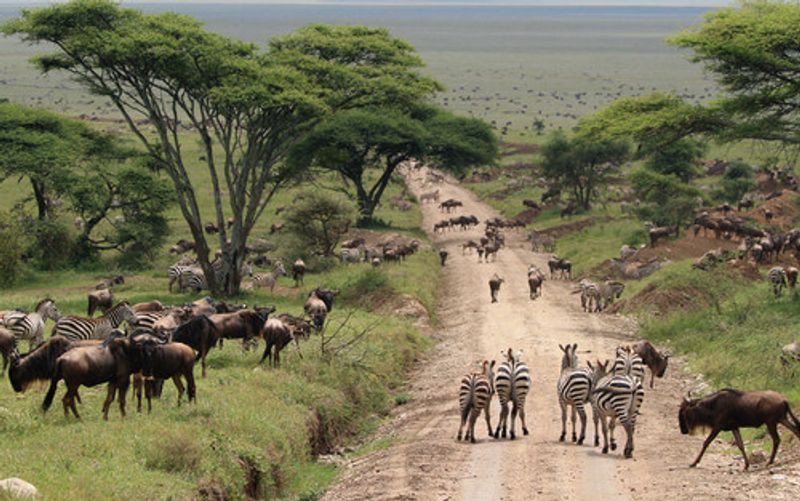 A great migration of zebra's and wildebeests.