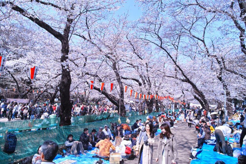 Ueno Park in Tokyo is a place where cherry blossoms are in full bloom with people admiring the view in Tokyo, Japan.