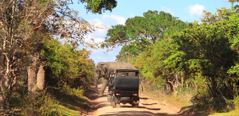 A safari at Yala National Park is a bucket list activity