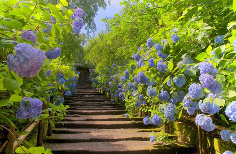 Blue and purple hydrangea flowers alongside stairs in the Meigetsu-in Temple, Kumakura.