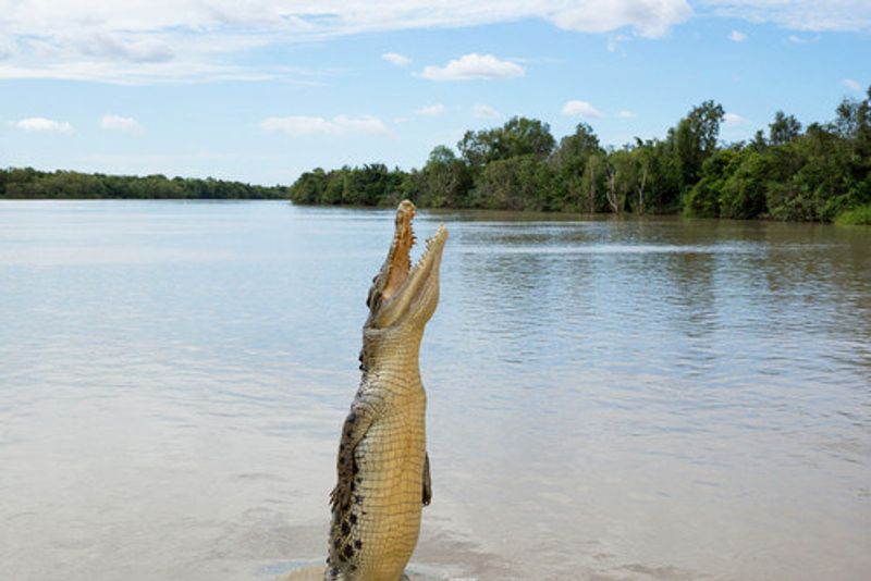 A crocodile in the Adelaide River.