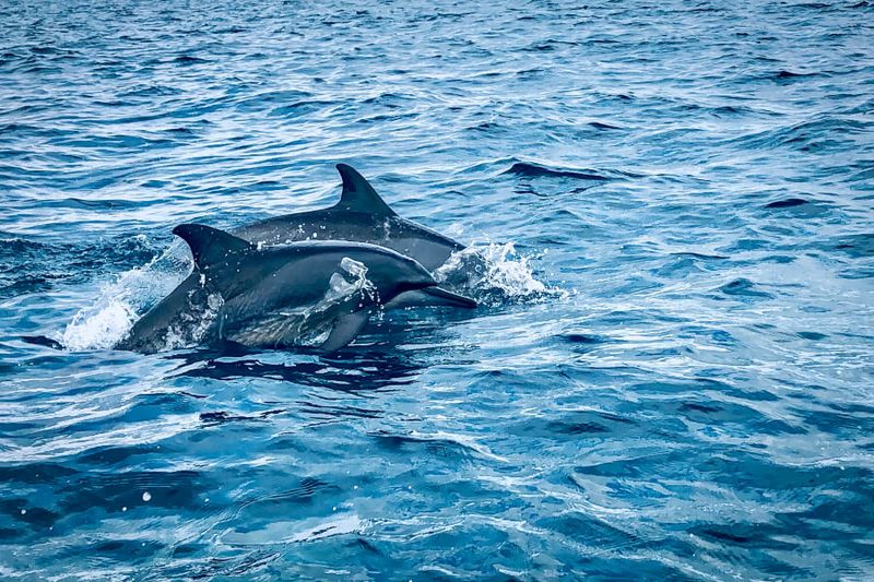 Dolphins swimming in Kalpitiya, Sri Lanka.