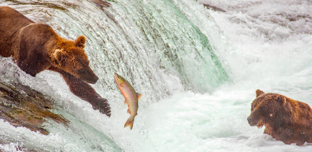 8 must-try local dishes in Alaska - Inspiring Vacations