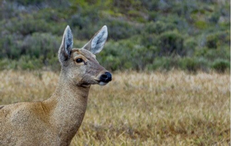 A wild deer or Huemul in Argentina.