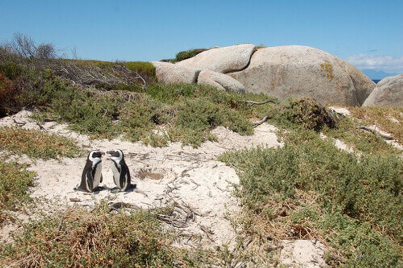 Two penguins at Foxy beach in Cape Town, South Africa.