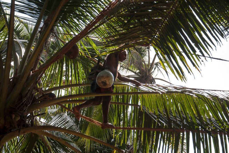 A toddy tapper walking on an athura rope to get to another tree