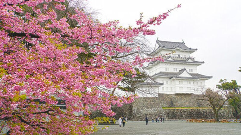 Plum or ume blossoms Odawara Castle Park in the Odawara Kanagawa Prefecture.