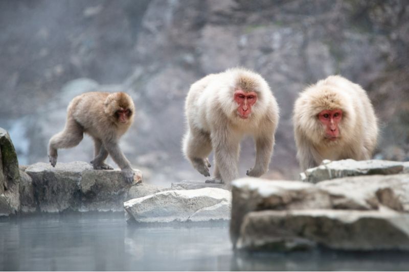 Snow monkeys in Onsen.