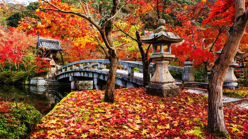 Kyoto’s renowned gardens and sights are even more magical during autumn.