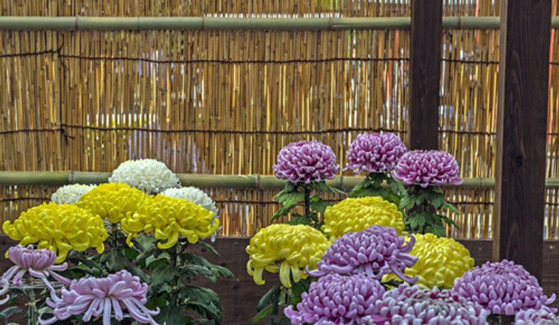 Japanese chrysanthemums on display at the Asakusa Kannon Buddhist temple in Tokyo.