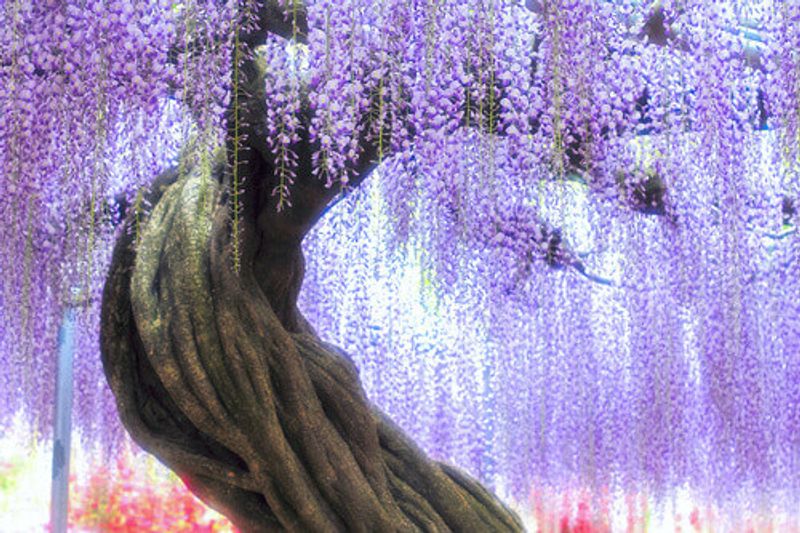 The colourful great miracle wisteria in Ashikaga Flower Park in the Tochigi Prefecture, Japan.
