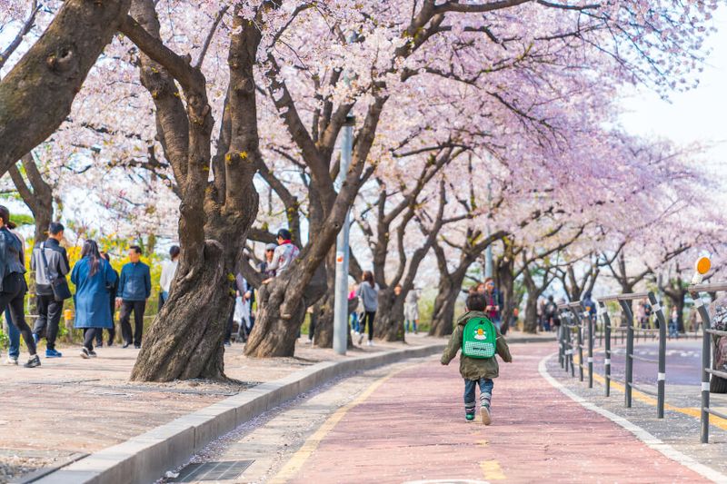 Cherry Blossom Festival at Yeouido Park