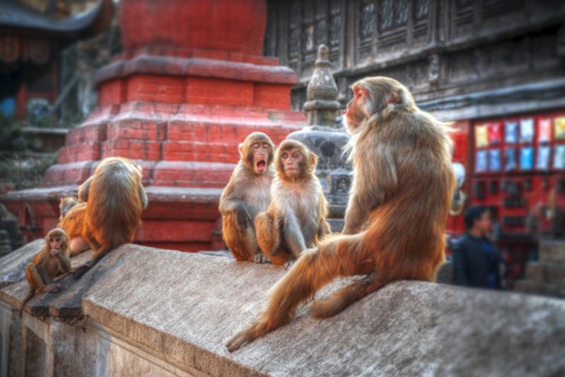 Monkey's sit on a wall at the Pashupatinath Temple, Kathmandu.