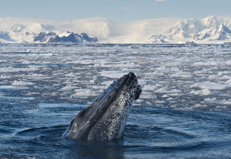 A Blue Whale breaching the surface of the icy sea.