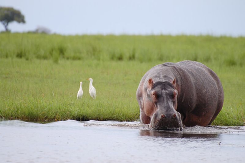 A hippopotamus is one of the animals seen when visiting the Chobe National Park.
