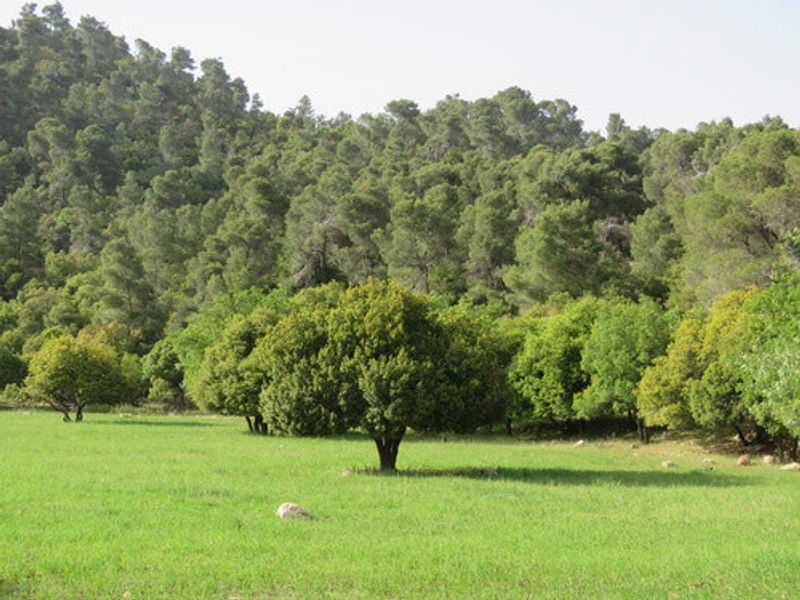 A field around Dibeen Forest Reserve in Jerash, Jordan.