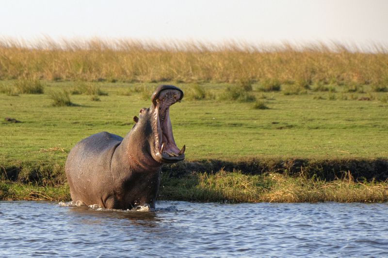 Hippos inhabit many of Botswana's waterways