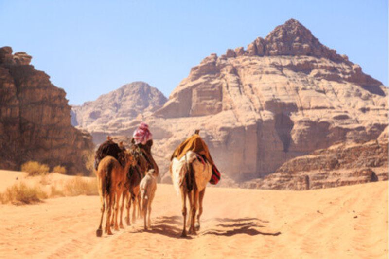 Local Bedouins ride camels in the desert of Jordan.