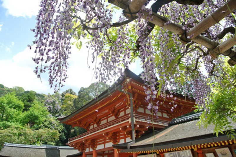 Kasuga-Taisha with a blooming wisteria in Nara, Japan.