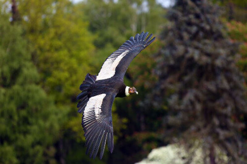 The Andean condor or Vultur gryphus,  flies in Torres del Paine National Park in Patagonia, Chile.