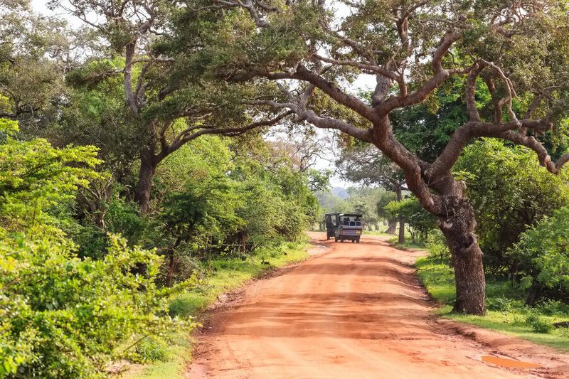 Lush trees surround a road in the Yala National Park – an unmissable tourist spot.