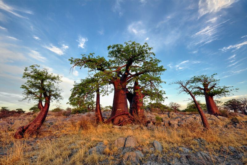 The Kubu Islands boast baobab trees against picturesque backgrounds.