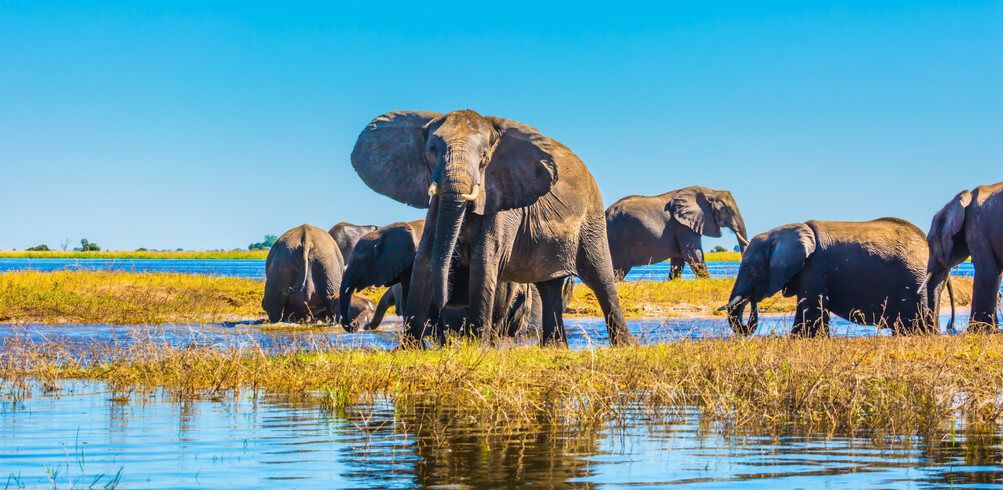 botswana river tour