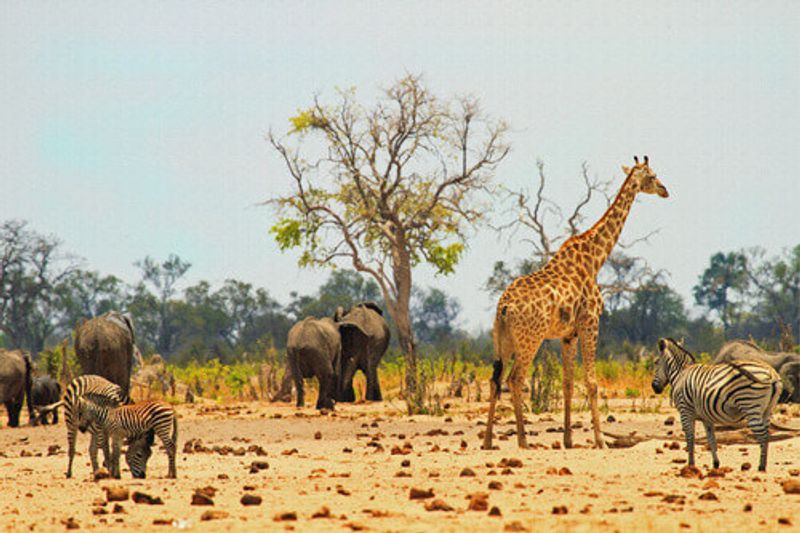 Animals in Hwange National Park in Zimbabwe.