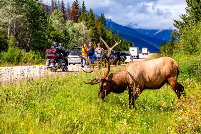 Tourists on the road taking photos of an elk grazing on the side of the road