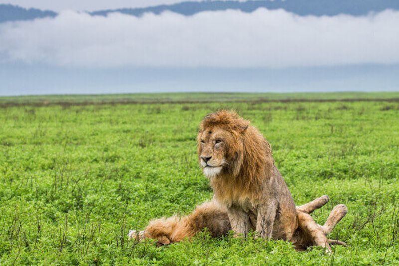 Two lions in Serengeti National Park.